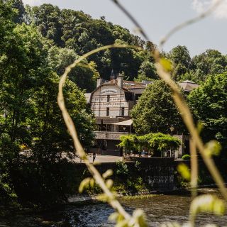 Sanglier des ardennes