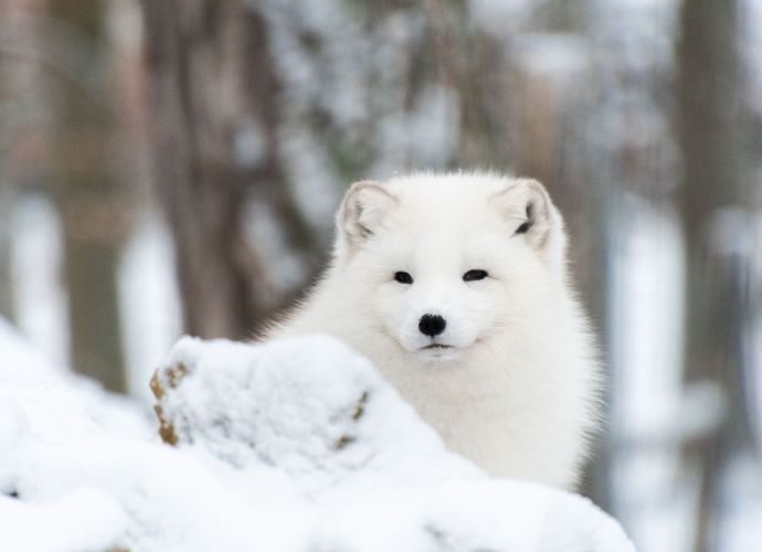 parc animalier han sur lesse
